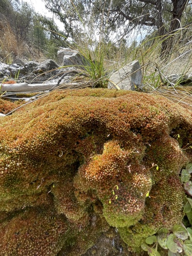 Plagiobryoides