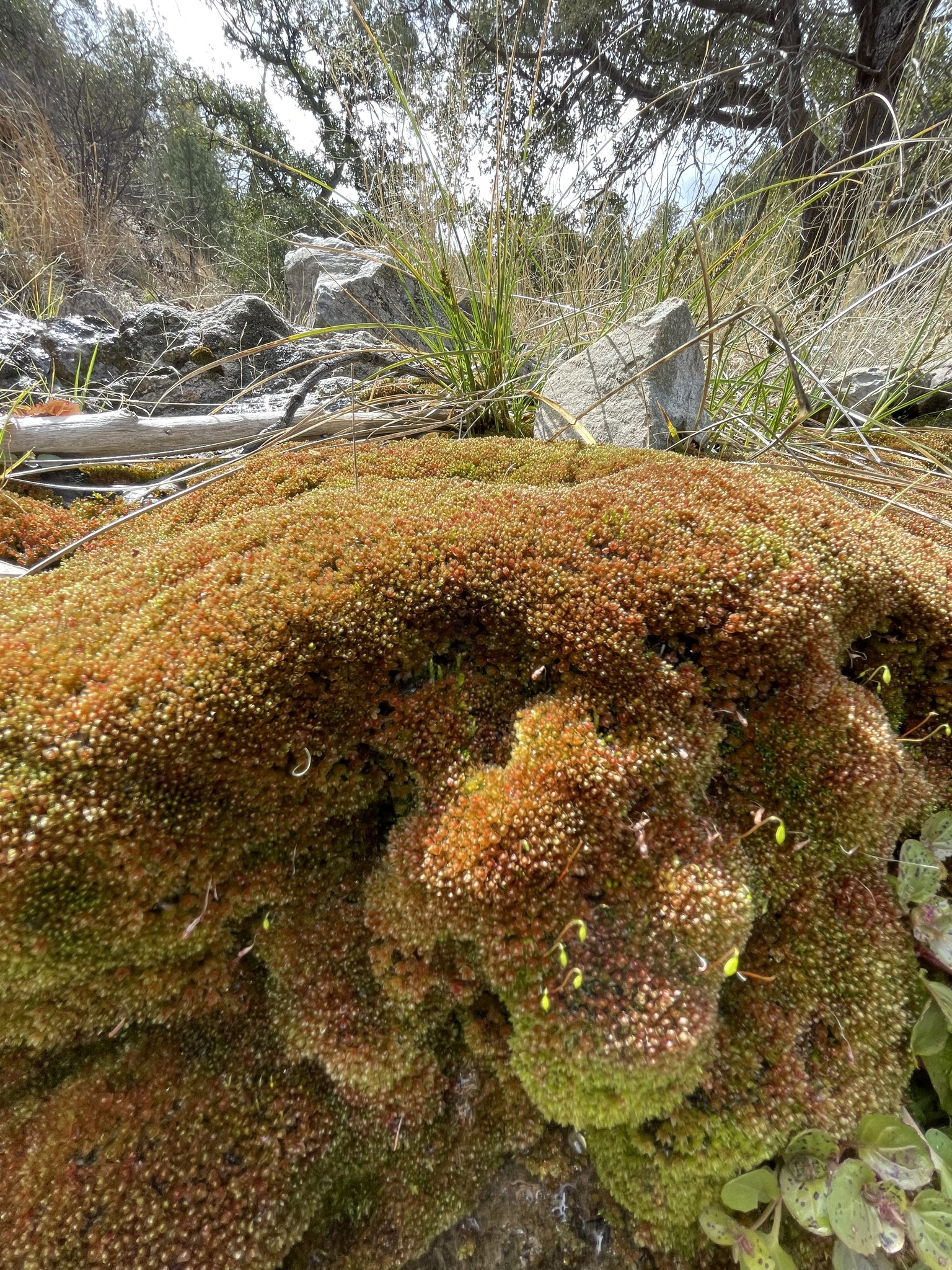 Plagiobryoides