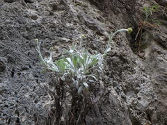 Helichrysum ambiguum