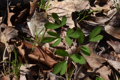 Taenidia integerrima