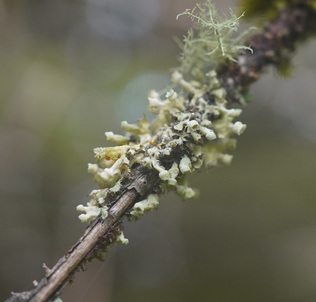 Seaside Centipede Lichen