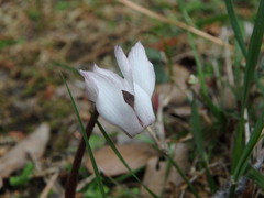 Cyclamen balearicum