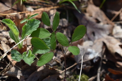 Taenidia integerrima