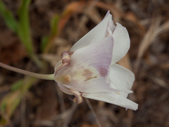 Calochortus venustus