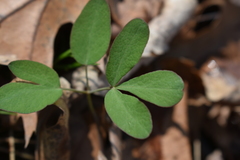 Taenidia integerrima