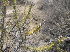 Tetradymia