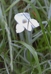 Zephyranthes drummondii