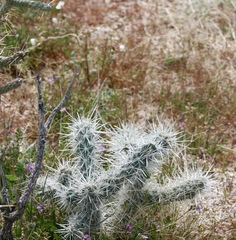 Cylindropuntieae