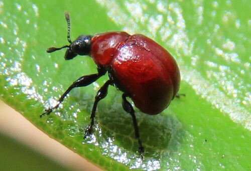 Oak Leaf Rolling Weevil photo 4