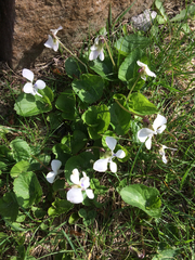 Viola