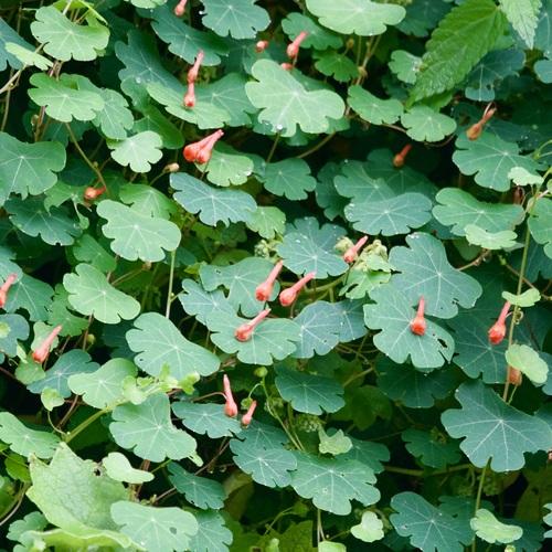 Image of Tropaeolum tuberosum by (c) Bill Levine, some rights reserved (CC BY)