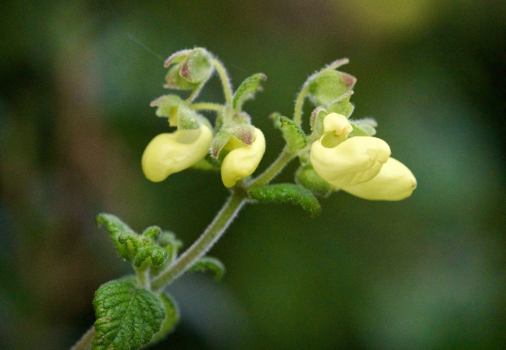 Calceolaria pedunculata (Calceolaria pedunculata)