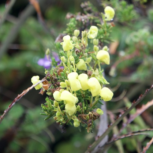 Calceolaria ericoides (Calceolaria ericoides)