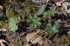 Geranium maculatum