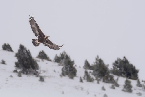 Eagle
