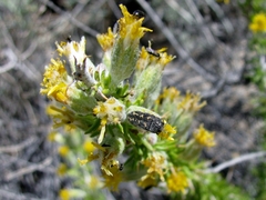 Acmaeodera