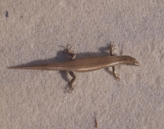 Oligosoma smithi