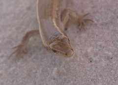 Oligosoma smithi