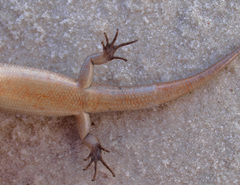 Oligosoma smithi
