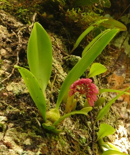Bulbophyllum auratum (Lindl.) Rchb.f. 4
