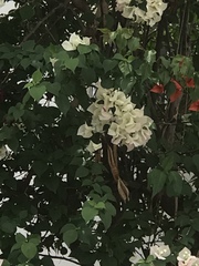 Bougainvillea