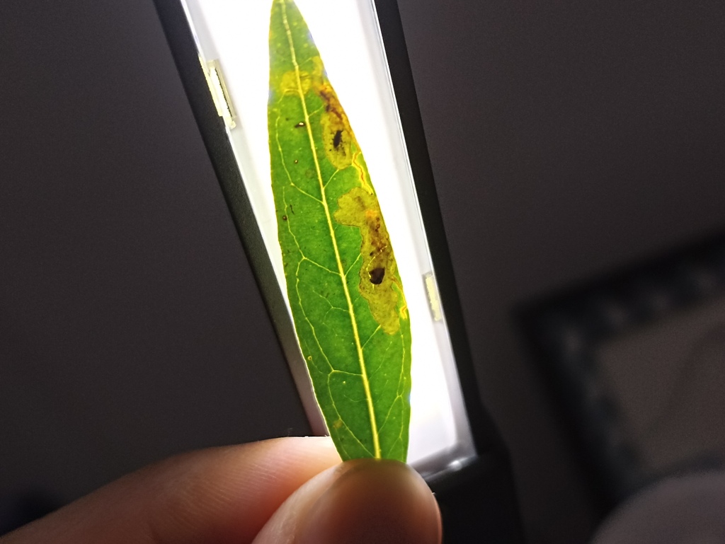 Phytomyza phillyreae