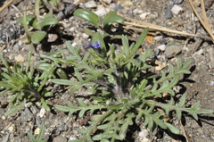 Allophyllum gilioides