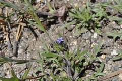 Allophyllum gilioides