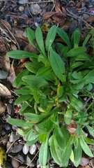 Myosotis