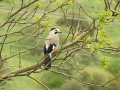 Garrulus glandarius atricapillus
