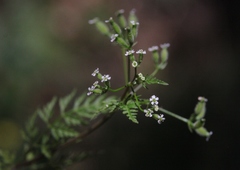 Anthriscus caucalis