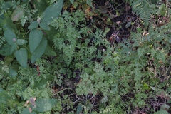Anthriscus caucalis