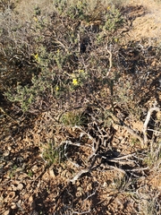 Osteospermum spinosum