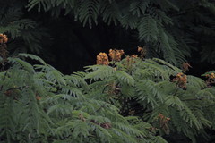 Cenostigma pluviosum