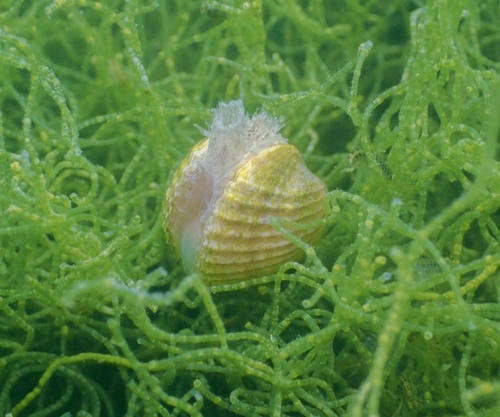 Cerastoderma glaucum