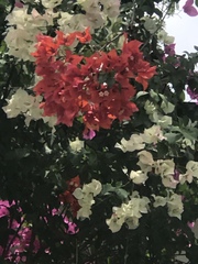 Bougainvillea