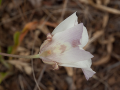 Calochortus venustus