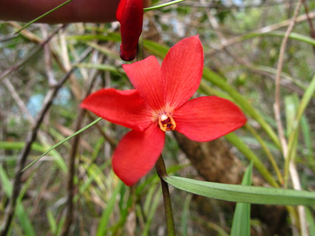 Dendrobium cinnabarinum Rchb.f.