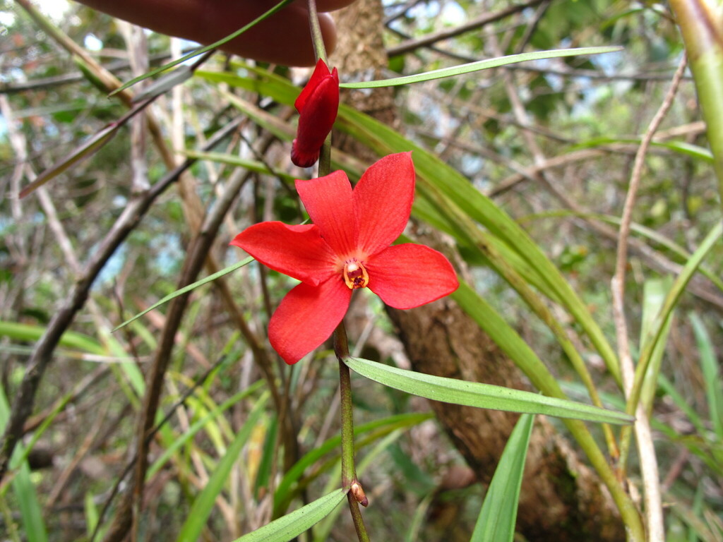 Dendrobium cinnabarinum Rchb.f. 3