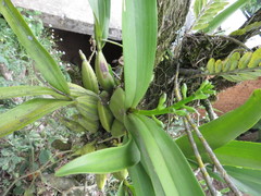 Prosthechea