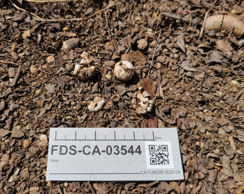 Geastrum floriforme