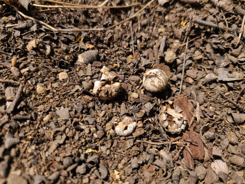 Geastrum floriforme (Photo 2 of 5)