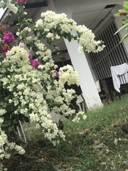 Bougainvillea