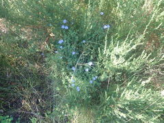 Felicia aethiopica