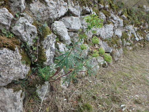 Euphorbia characias