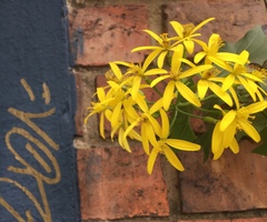 Angiospermae