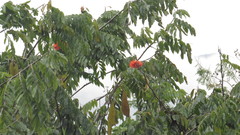 Brownea grandiceps