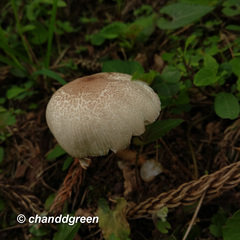 Leucoagaricus meleagris