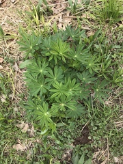 Lupinus perennis
