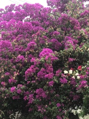 Bougainvillea
